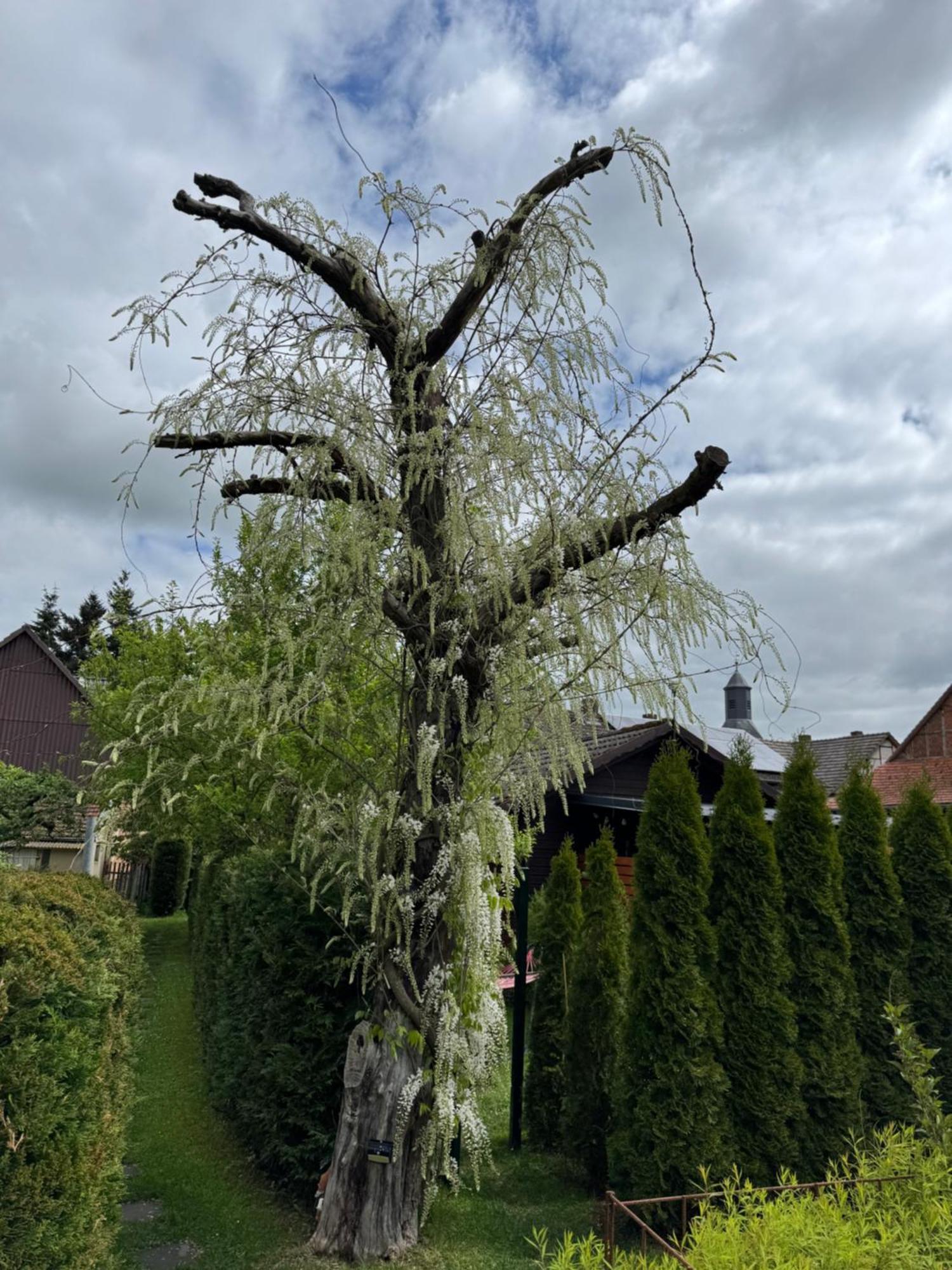 Ferienwohnung Am See Dillich - Ruhige Lage - Eigener Garten - Direkt Neben Einem Natursee Borken  Bagian luar foto
